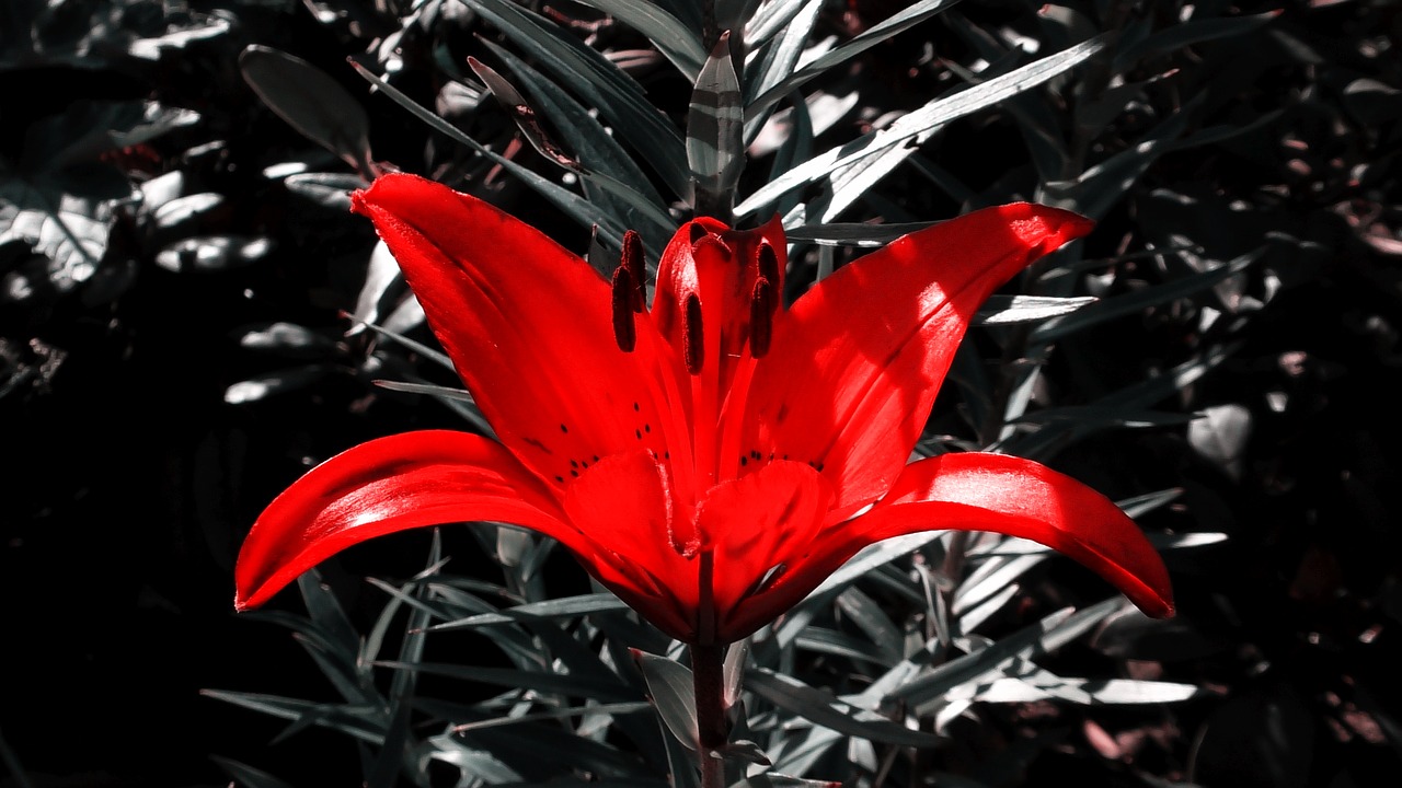 lily  lily red  flower free photo