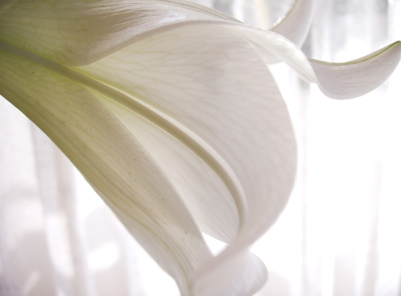 lily  white  close up free photo