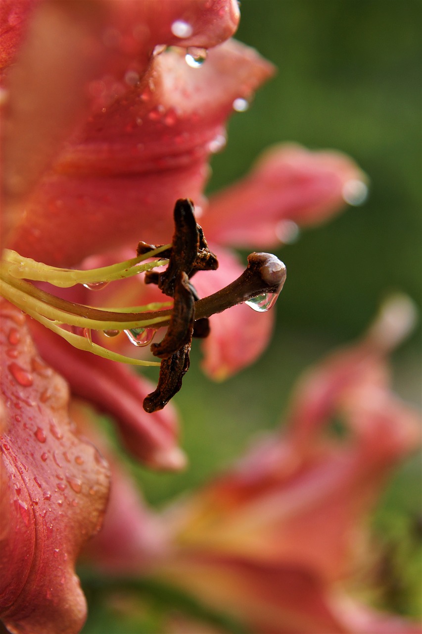 lily  blossom  bloom free photo