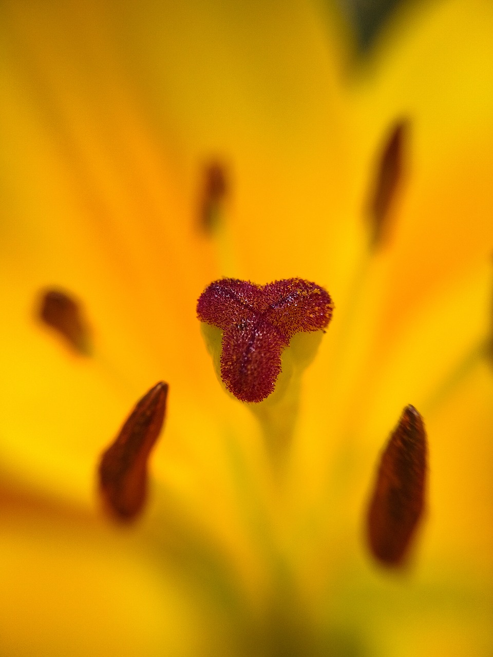 lily  yellow  flower free photo