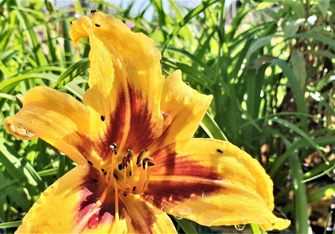 lily  flower  bloom free photo