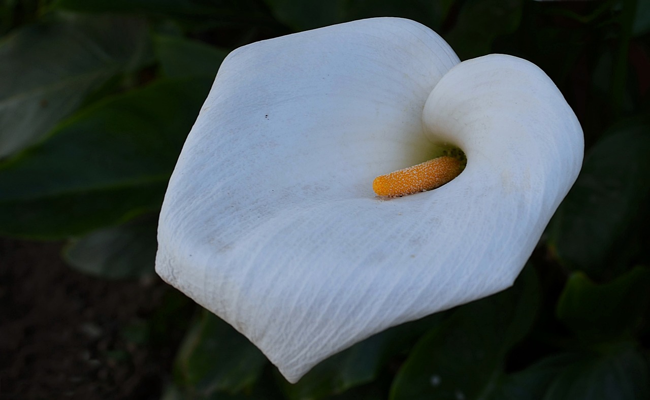 lily  white  flower free photo