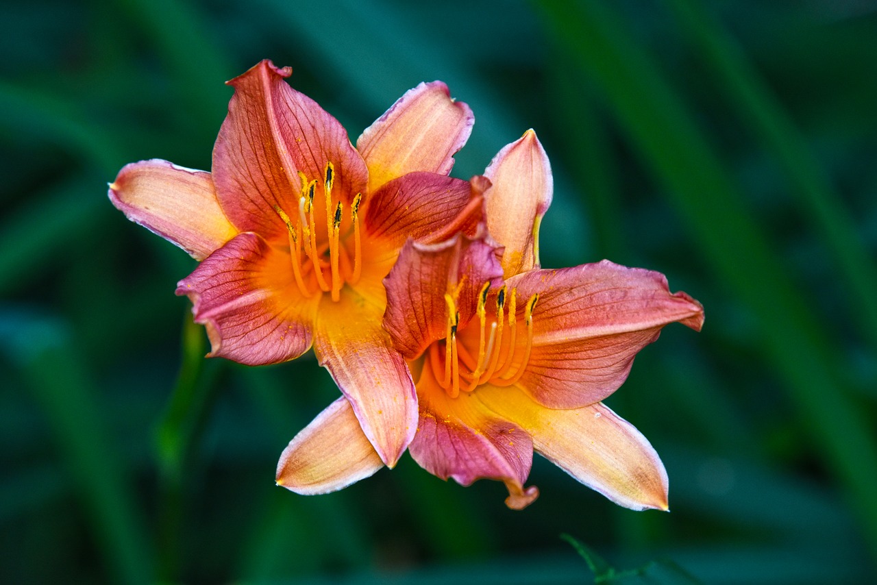 lily  flower  plant free photo