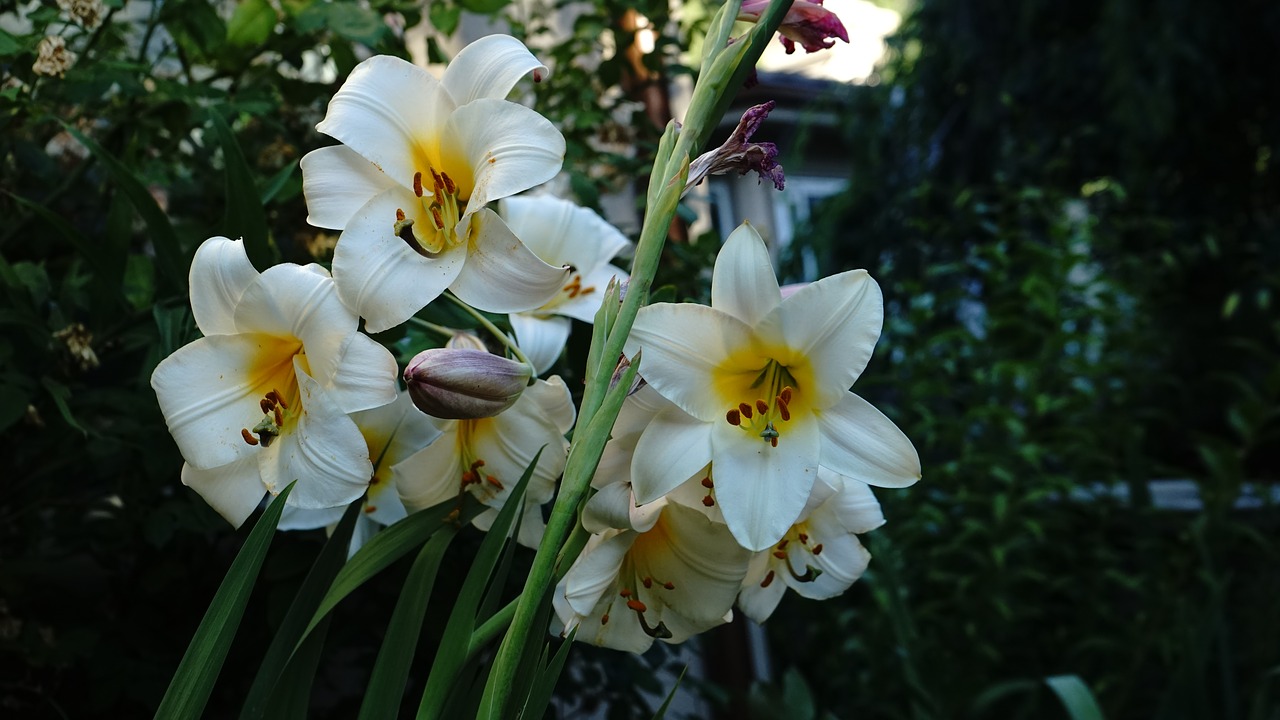 lily  bloom  garden free photo