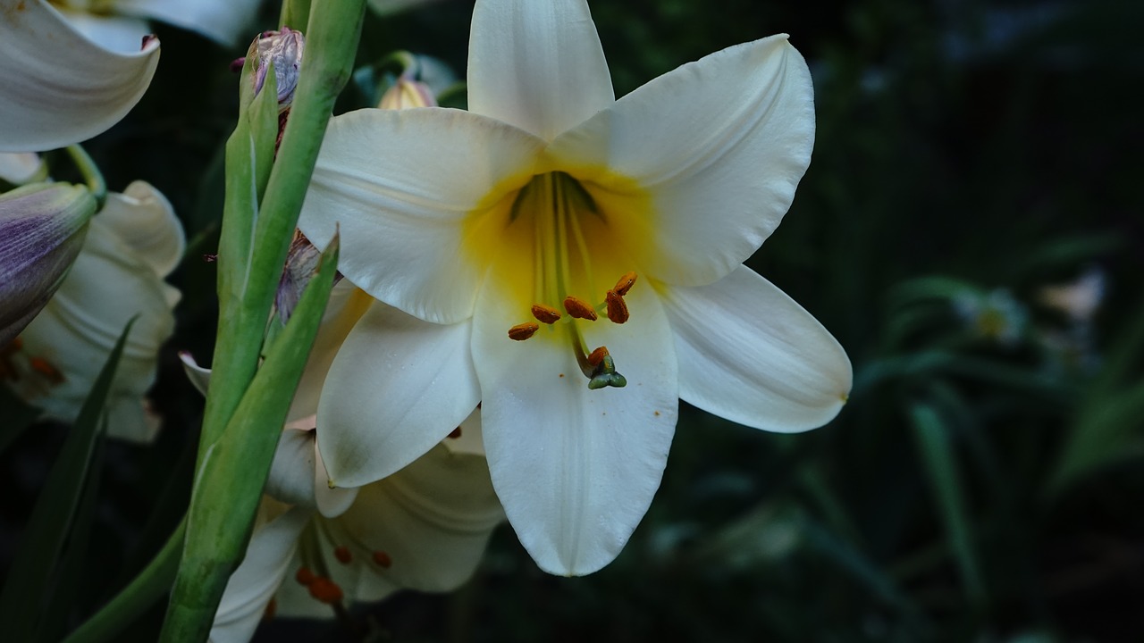 Lilly blooms. Lily Bloom.