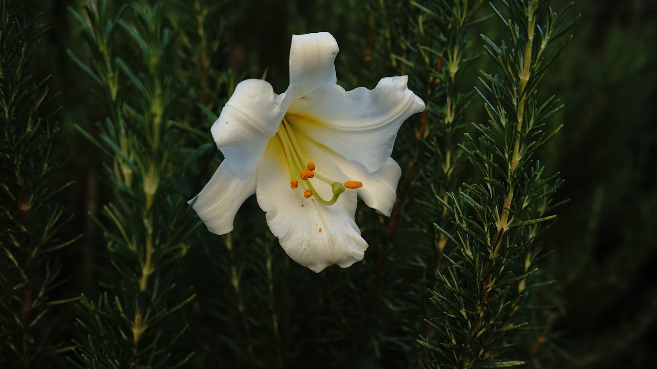 lily  bloom  white free photo