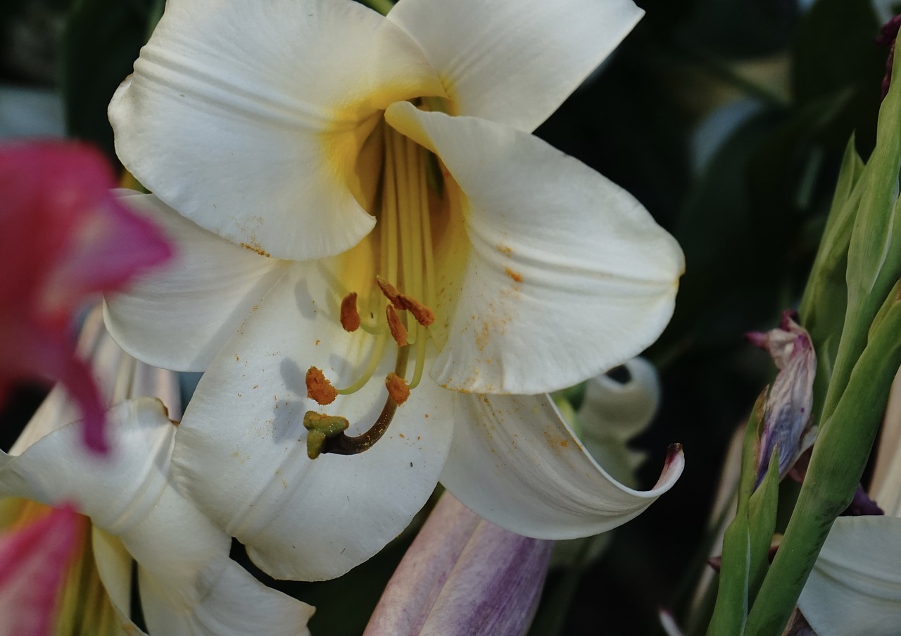 lily  petals  stamen free photo