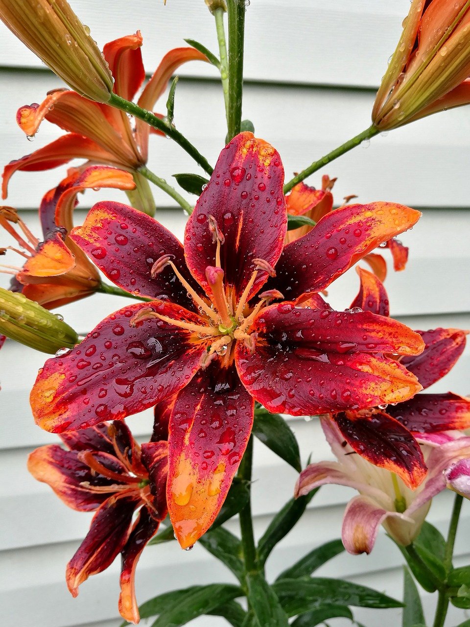 lily  flowers  bloom free photo