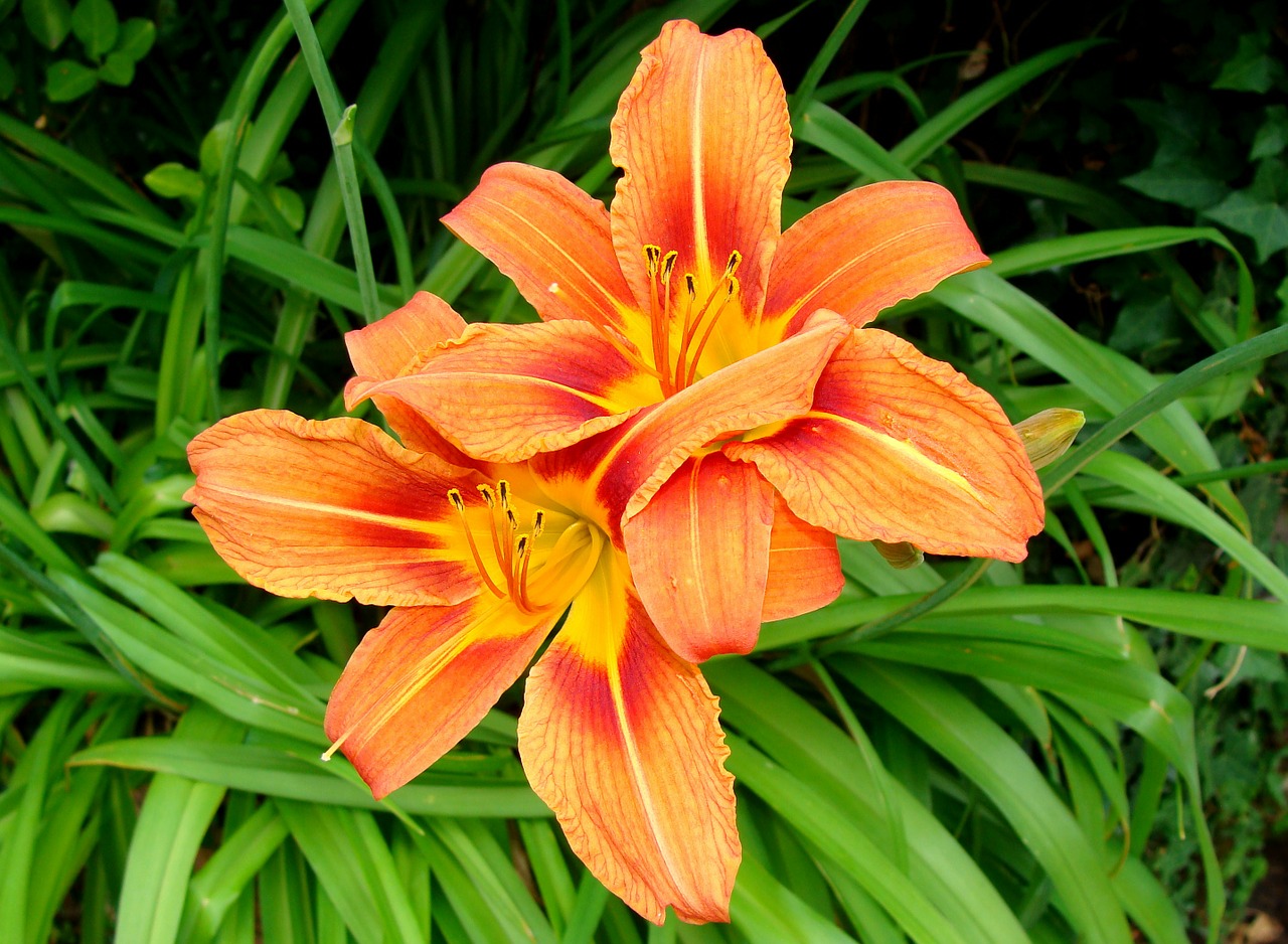 lily flower orange free photo