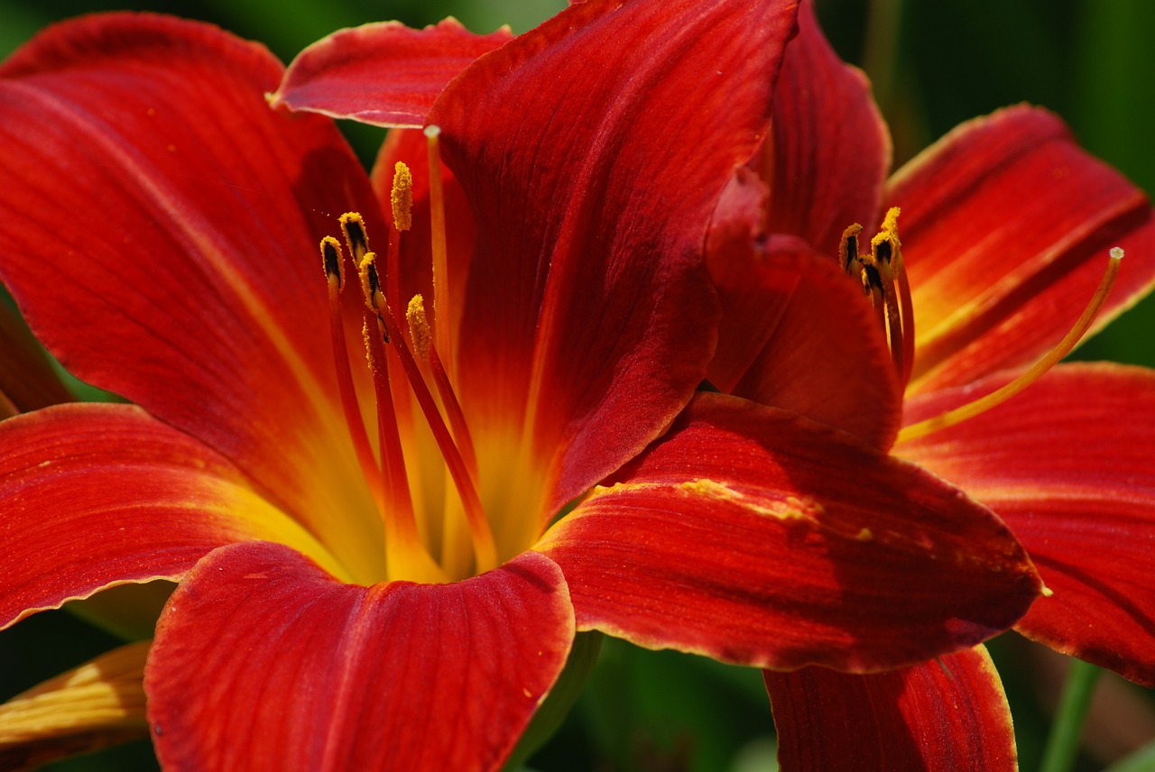 lily flower red free photo