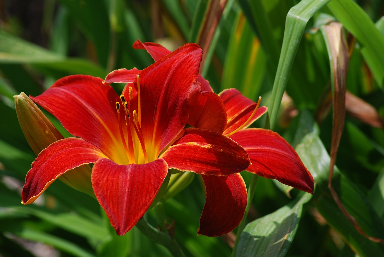 lily flower red free photo