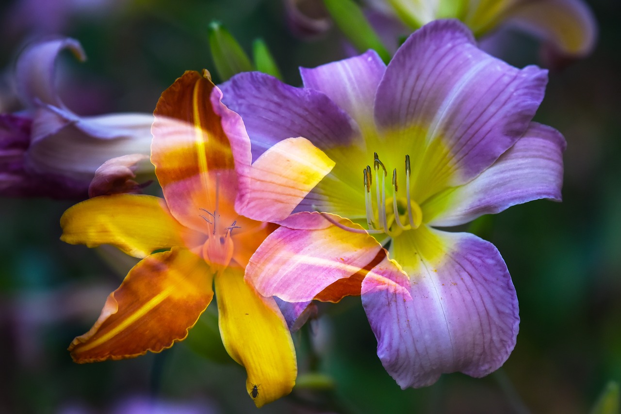 lily  flower  plant free photo