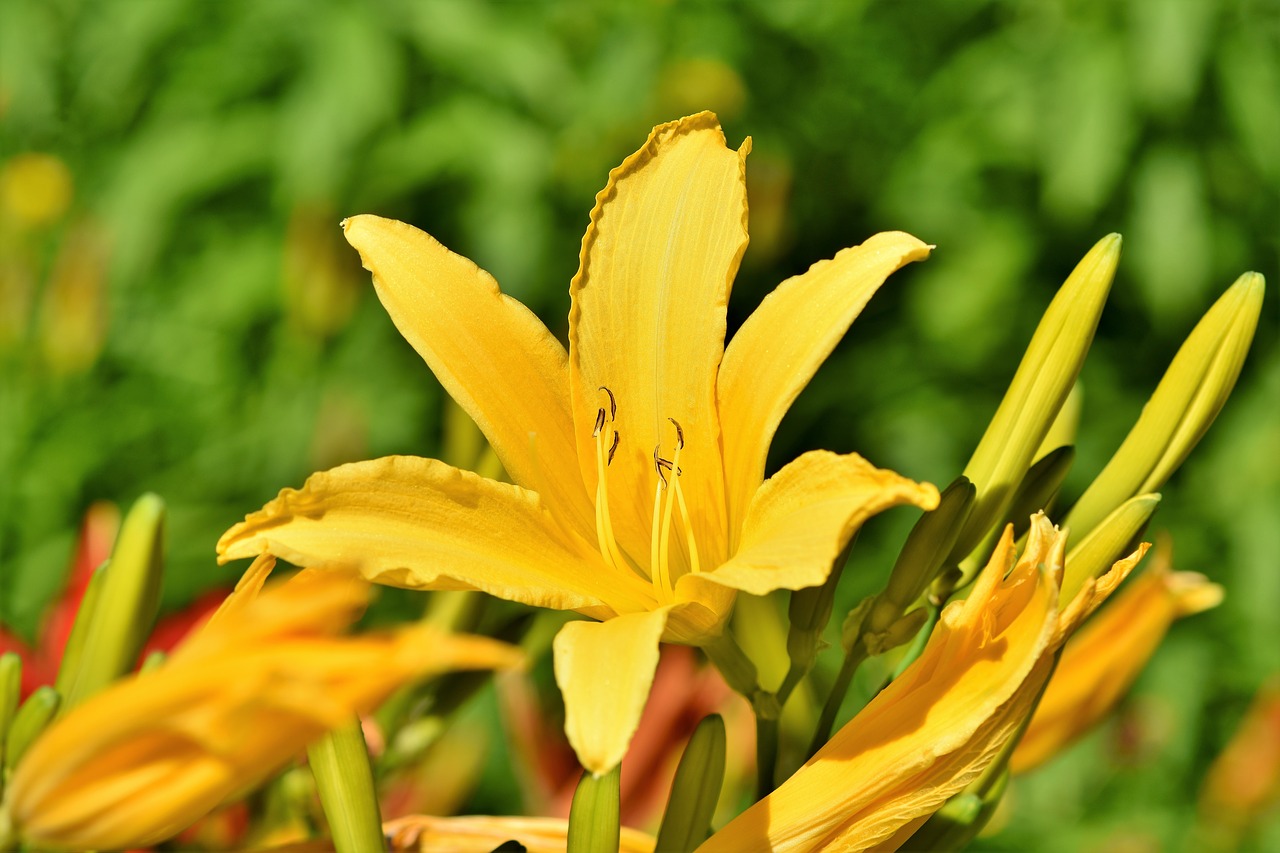 lily  blossom  bloom free photo