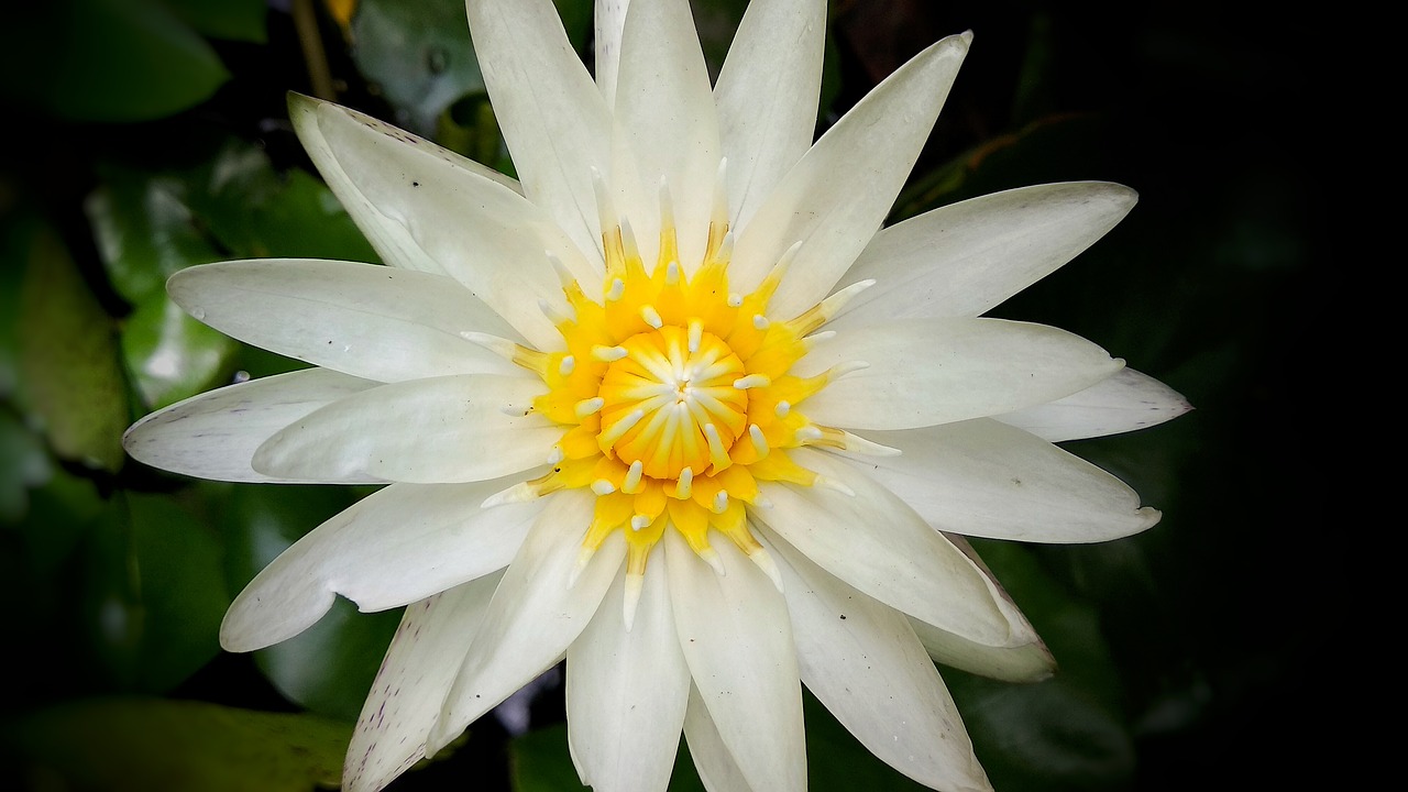 lily  natural  beautiful flowers free photo