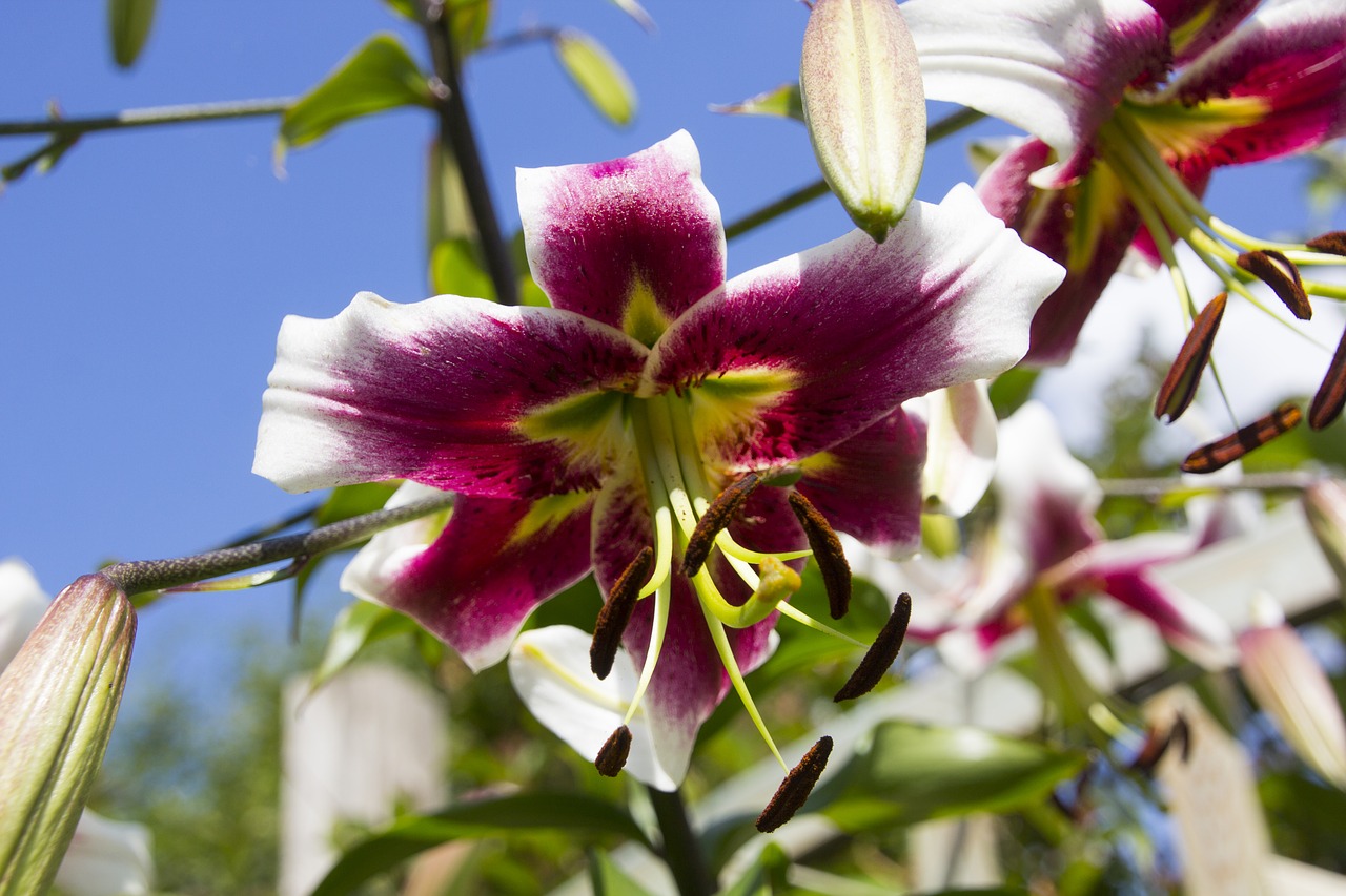 lily  flower  blossom free photo