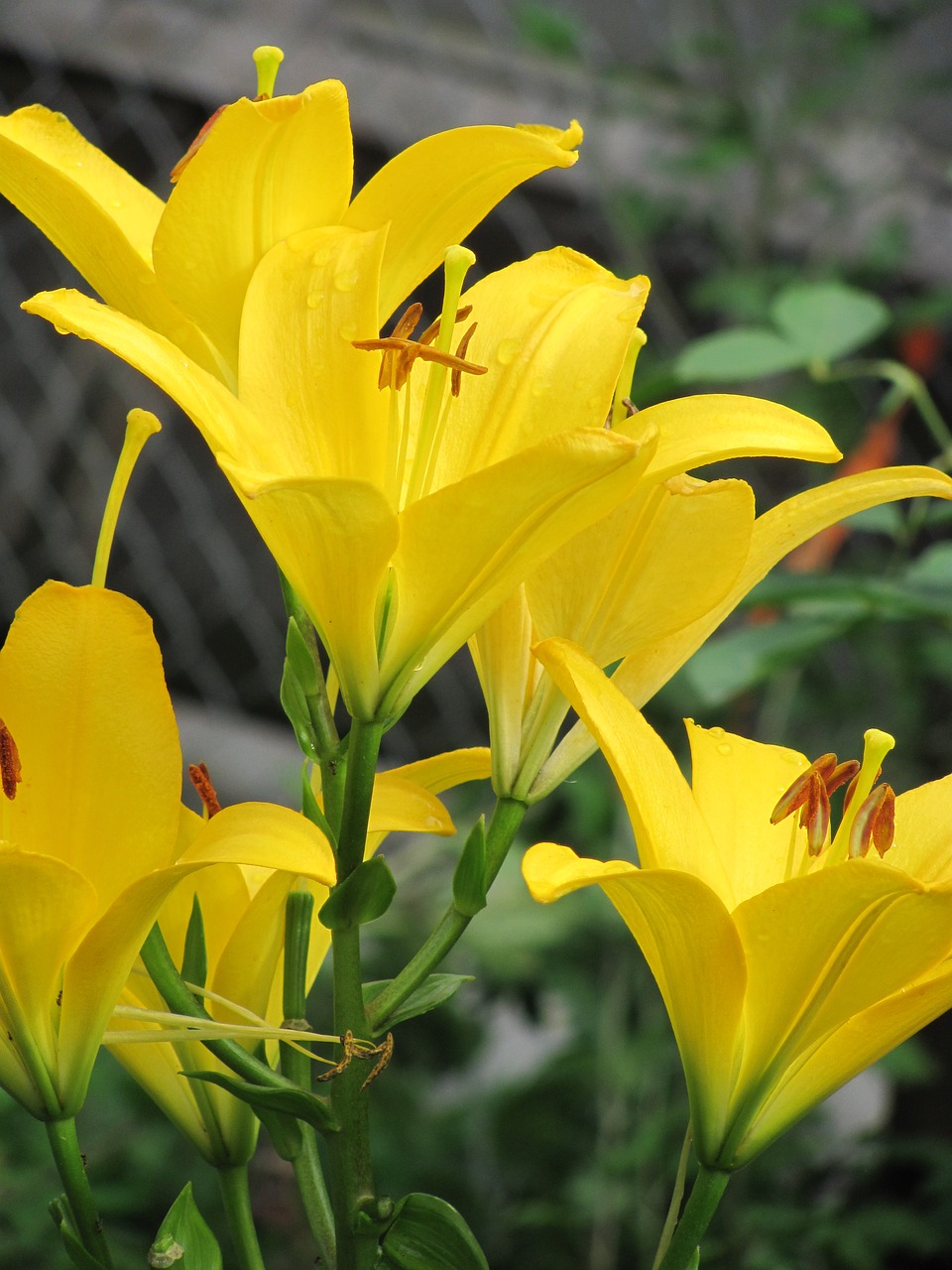 lily  yellow  flower free photo