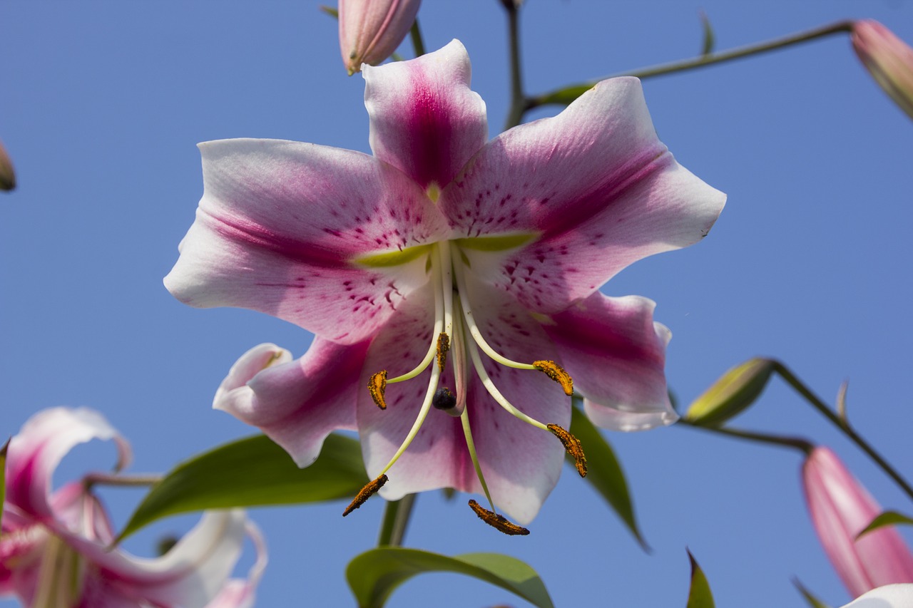 lily  flower  blossom free photo