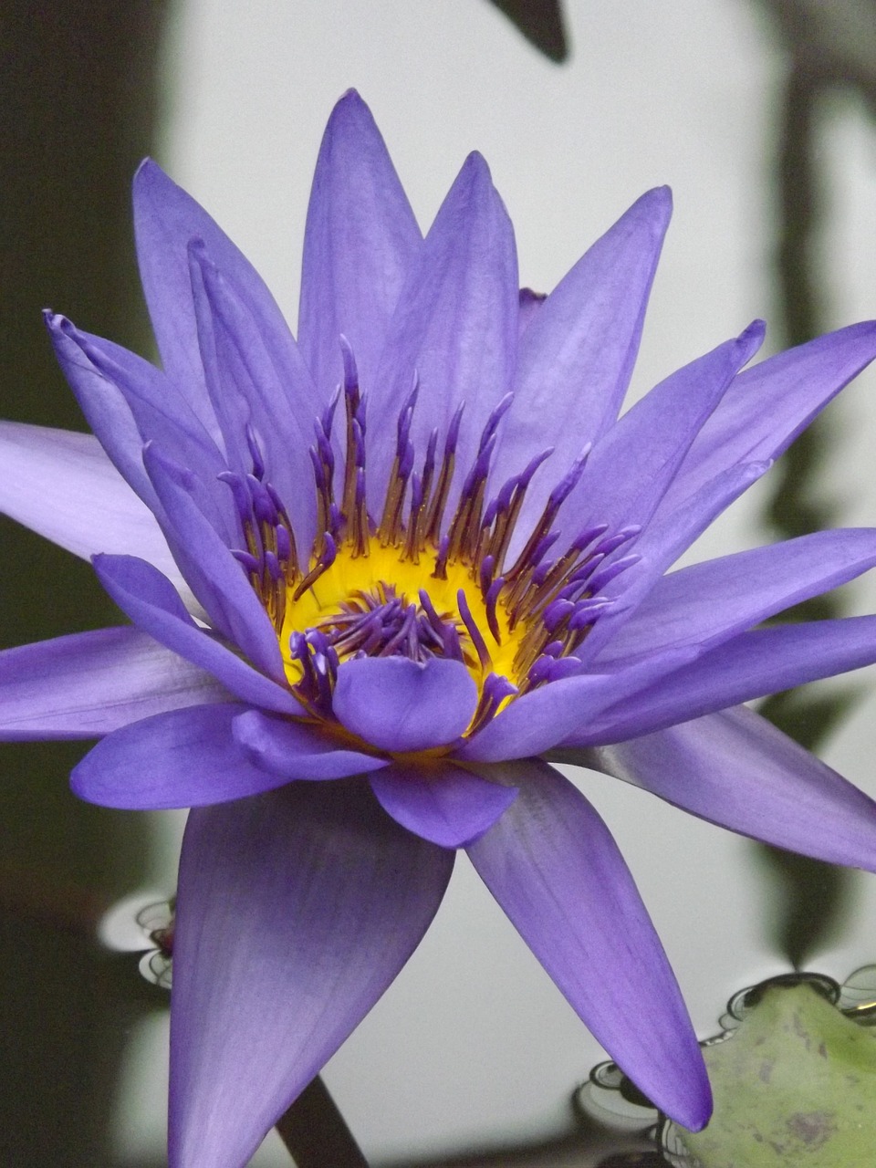 lily  water lily  pond free photo