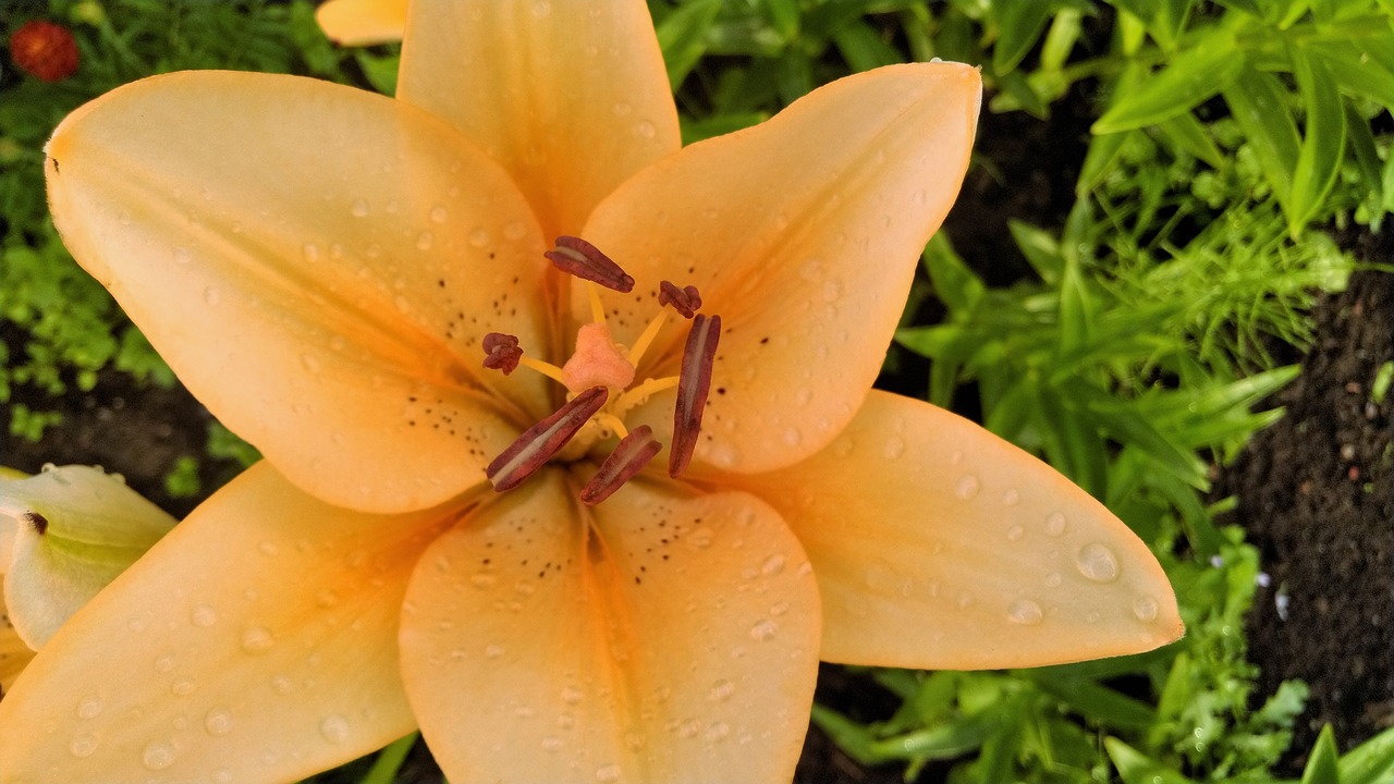 lily  flower  yellow free photo