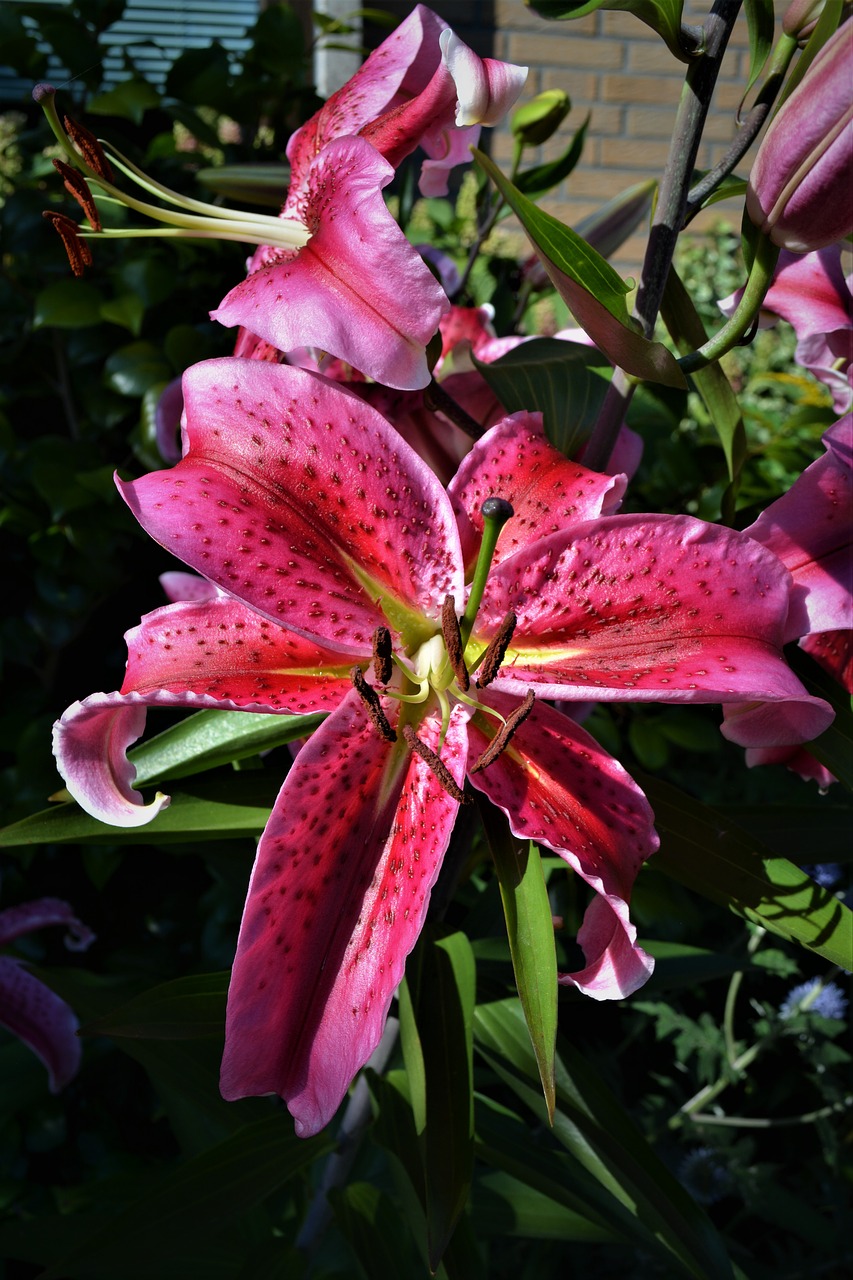 lily  close up  blossom free photo