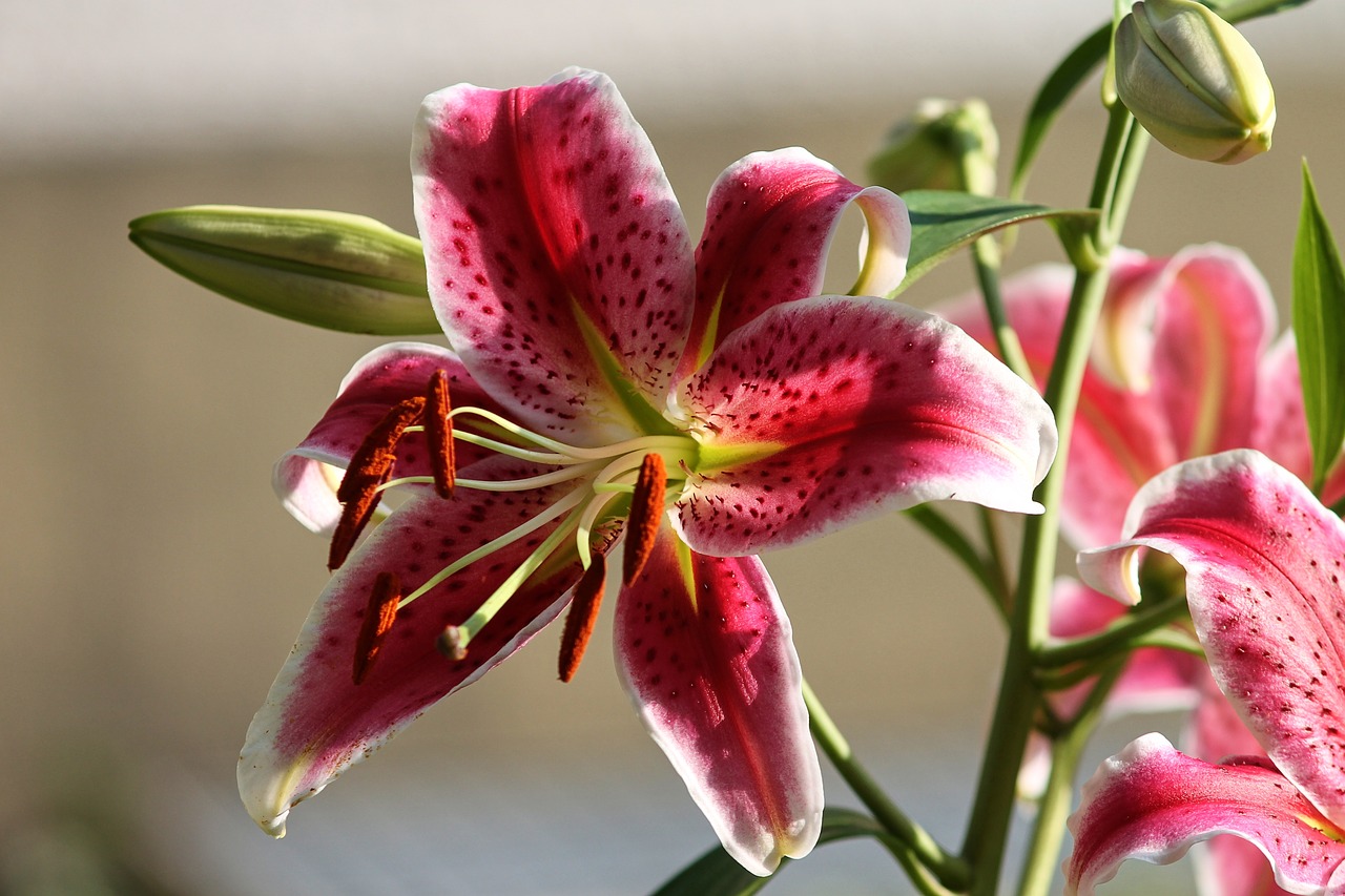 lily  liliaceae  red free photo