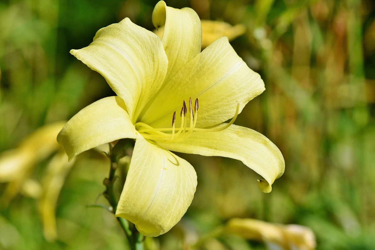 lily  blossom  bloom free photo