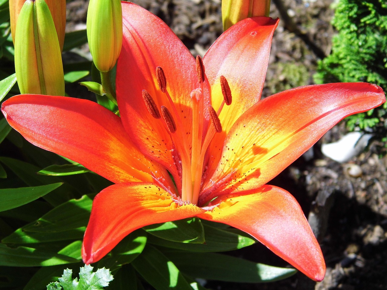 lily  flower  blossom free photo