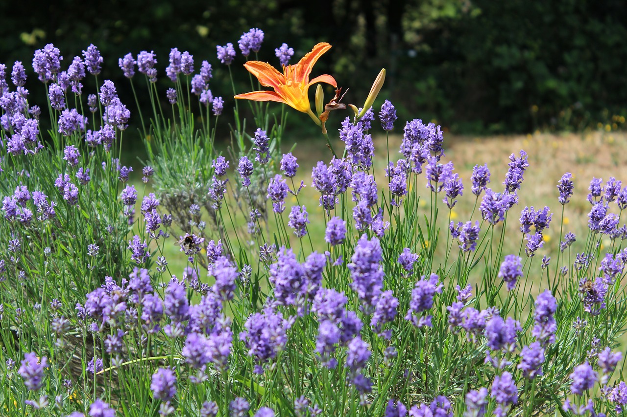 lily  lavender  flowers free photo