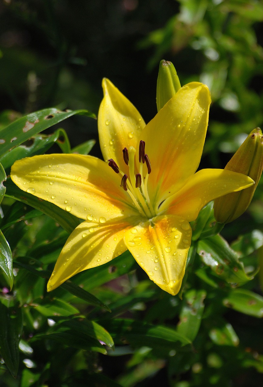 lily flower yellow free photo