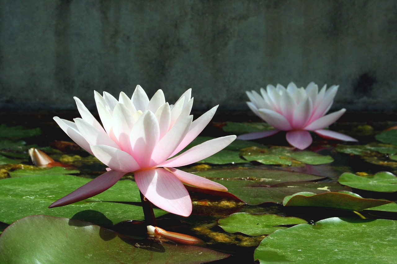 lily  water lilies  pond free photo