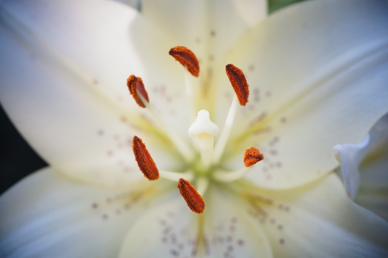 lily  flower  garden free photo