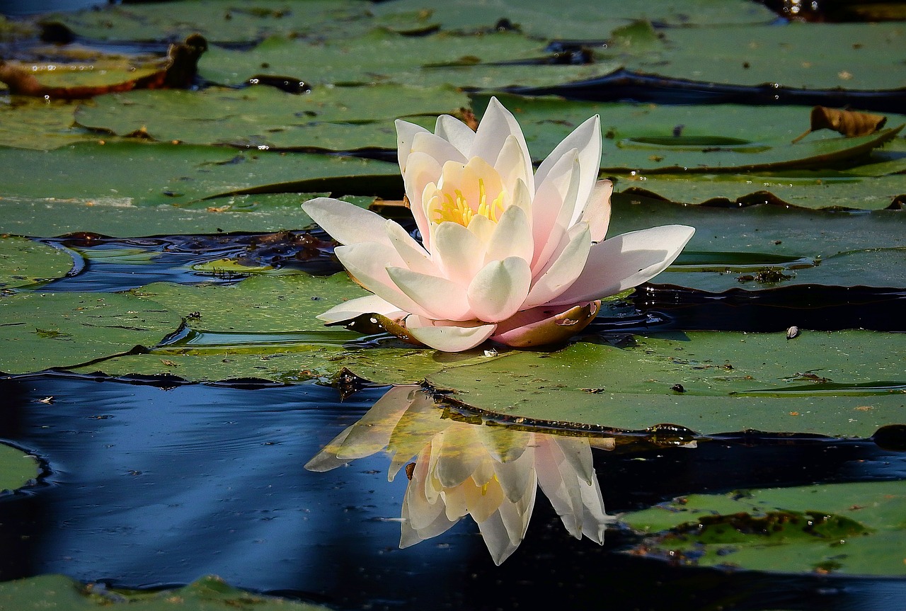 lily  reflected in water  pond free photo