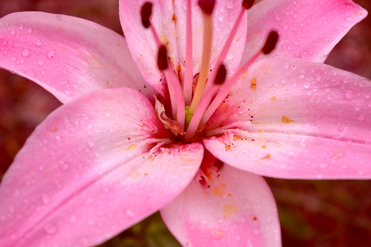 lily  pink  bloom free photo