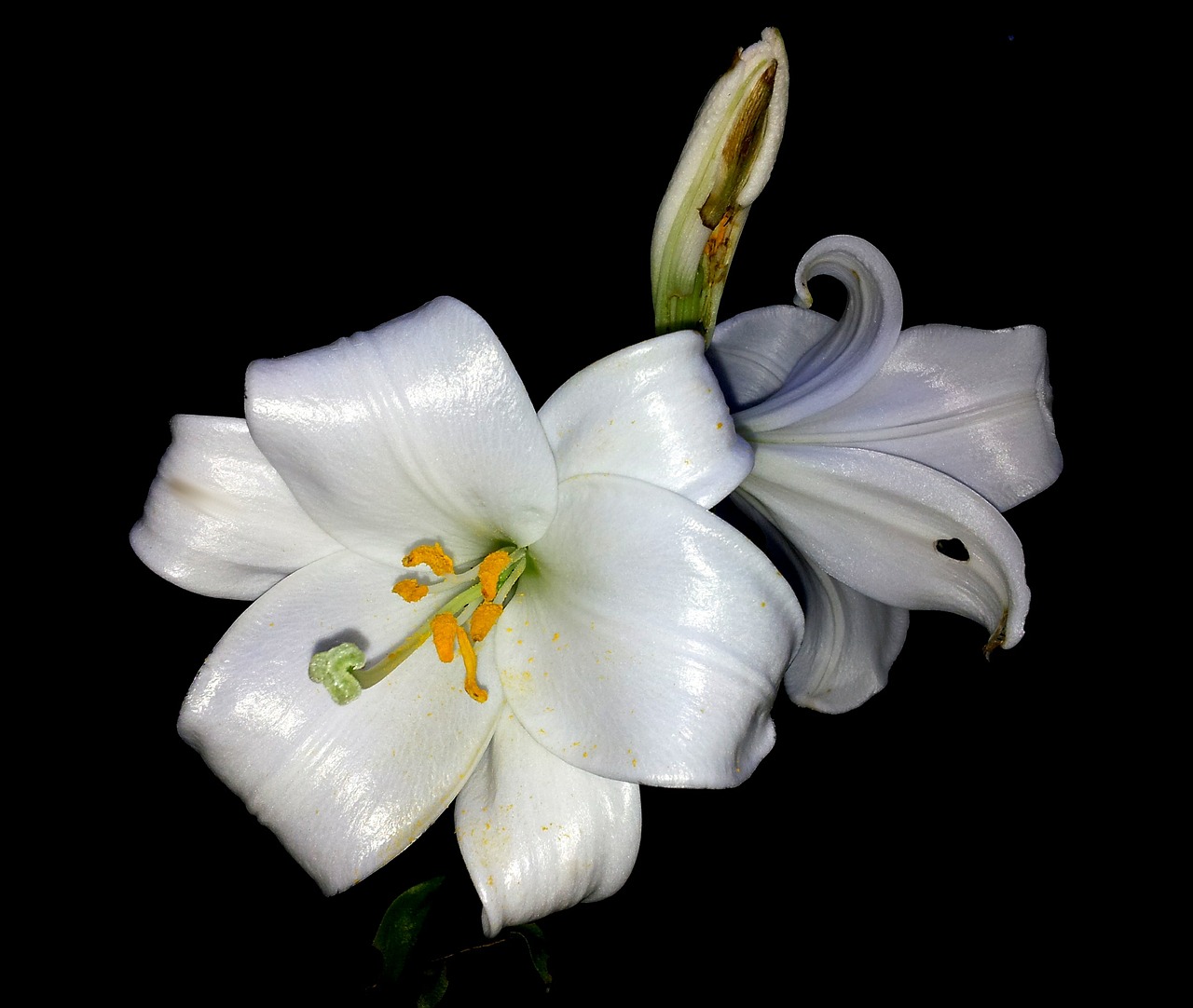 lily flower white free photo