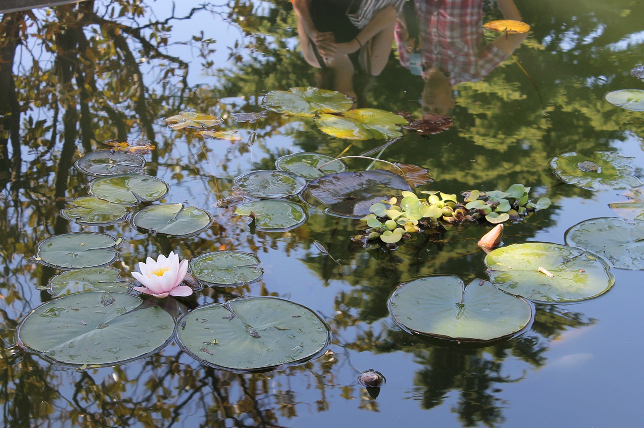 lily  water lilies  pond free photo
