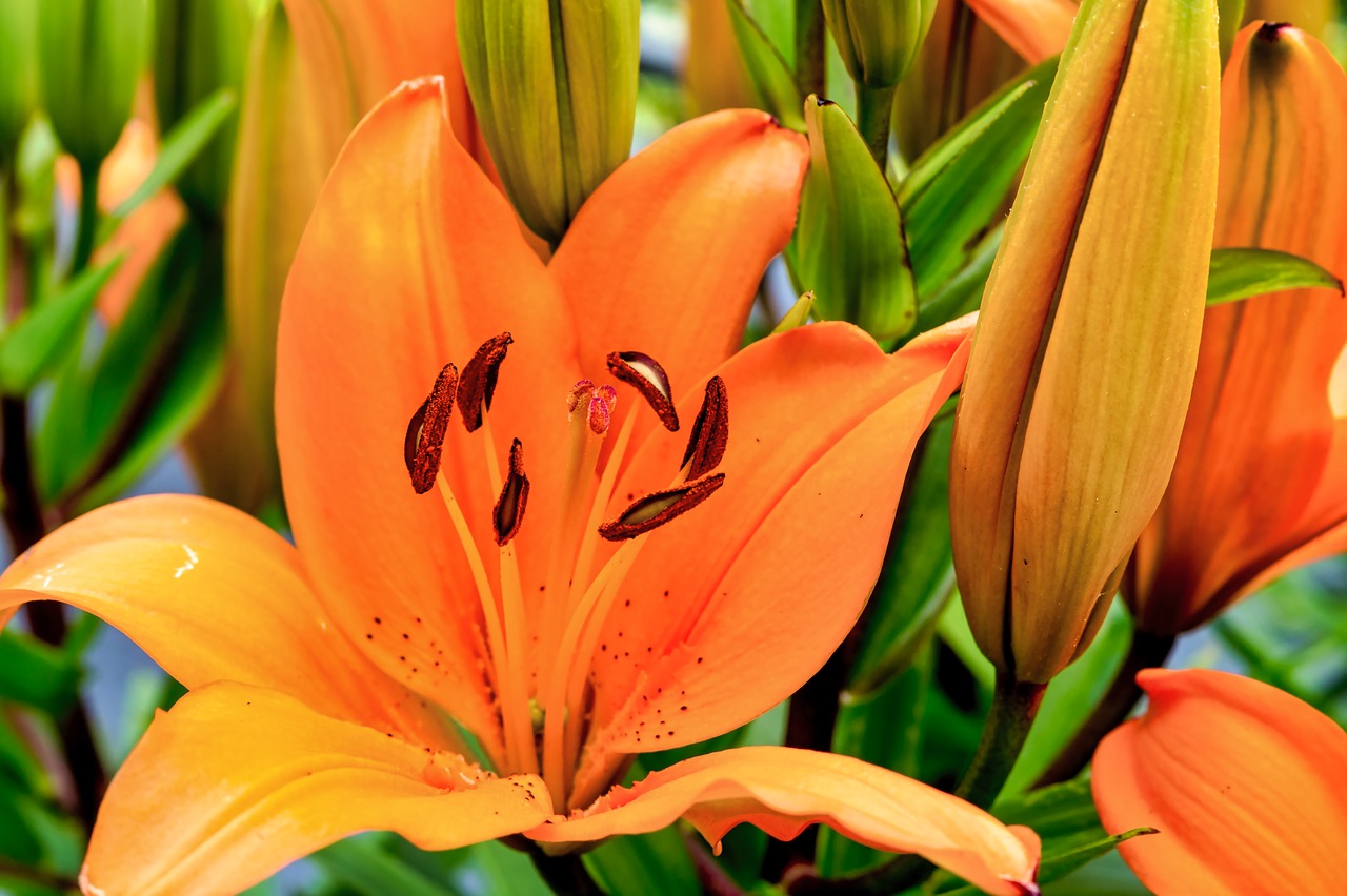 lily  garden  blossom free photo