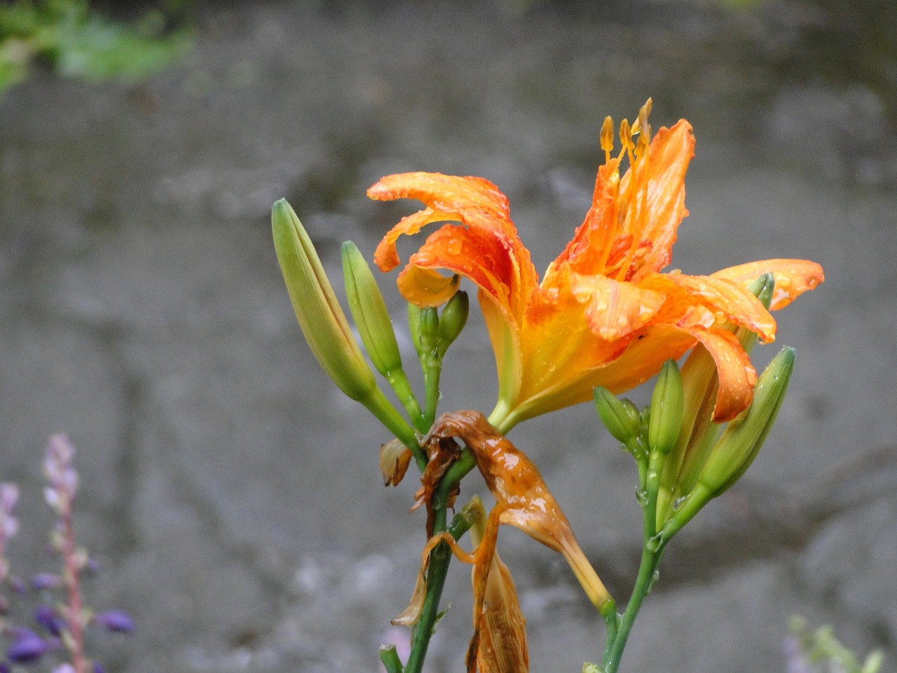 lily  flowers  nature free photo