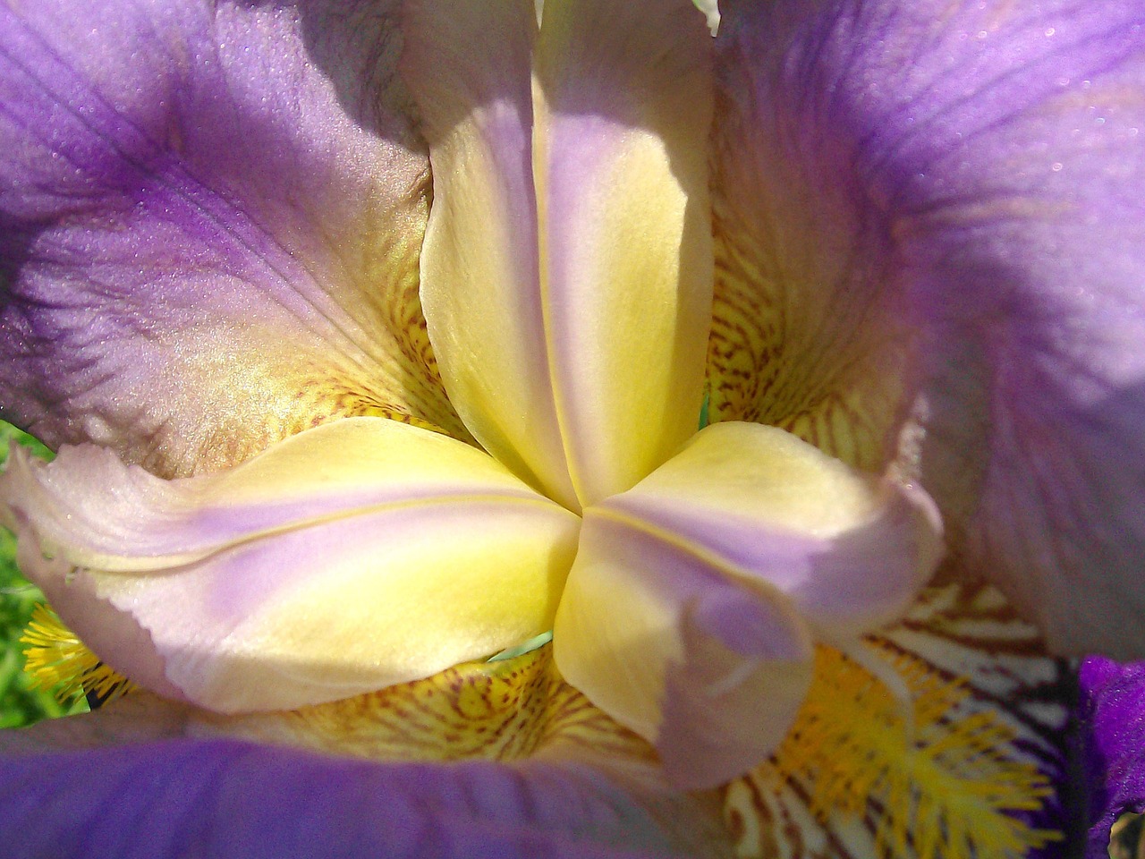 lily  blossom  bloom free photo