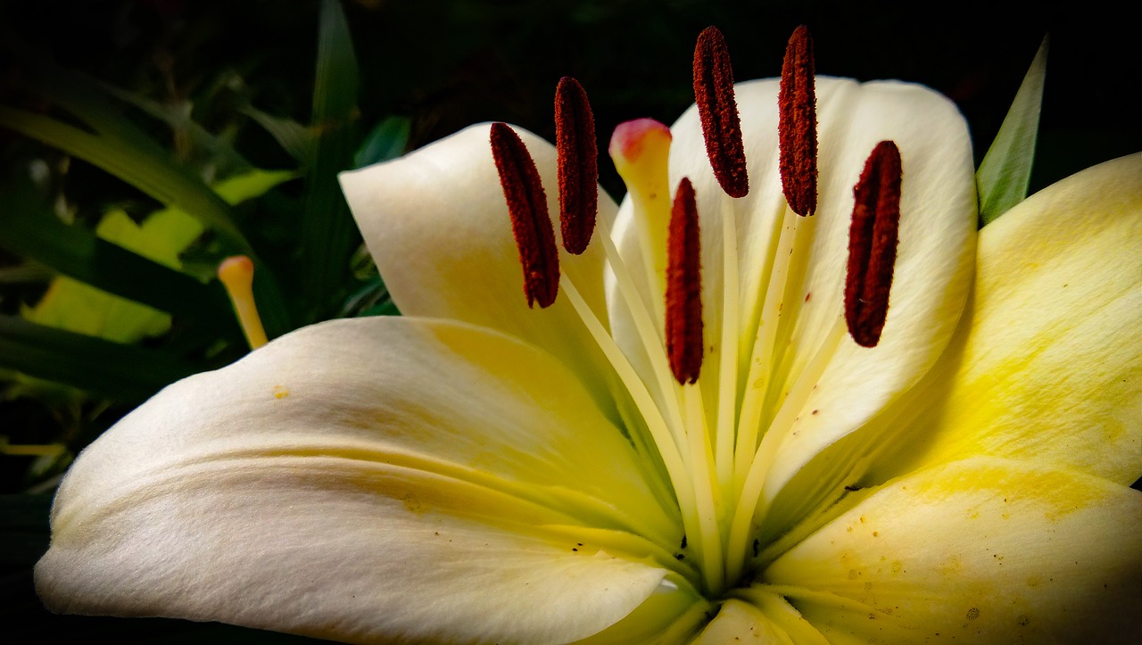 lily  white lily  flower free photo