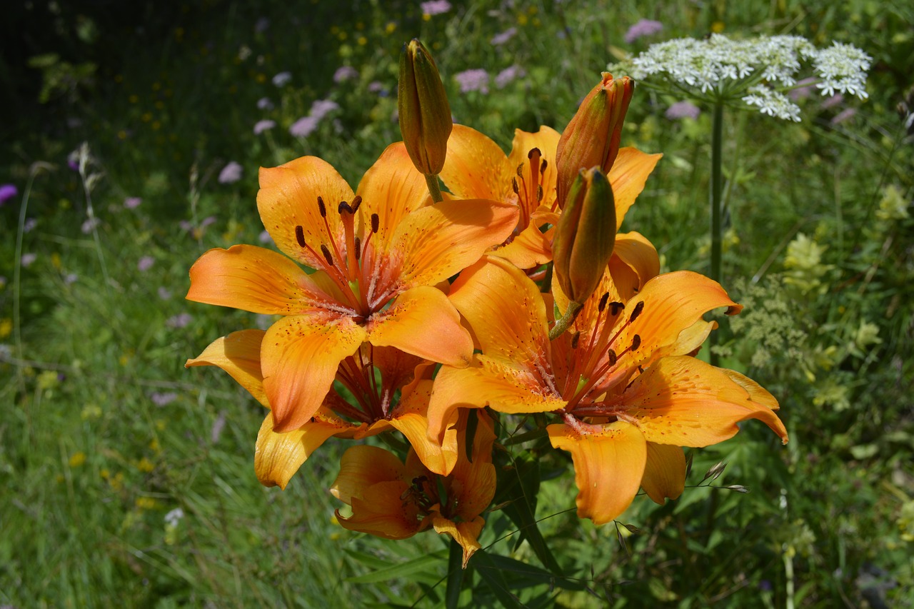 lily  flower  nature free photo