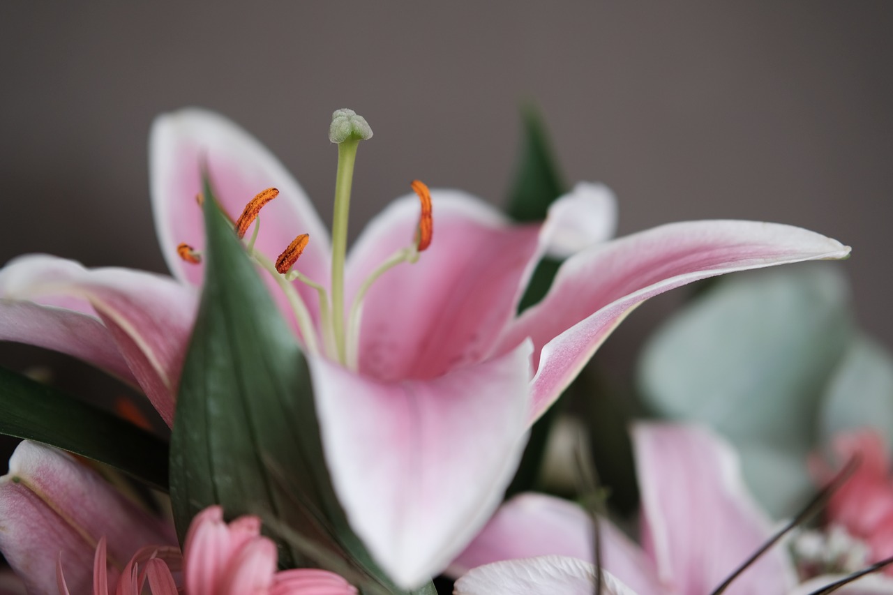 lily  flower  detail free photo