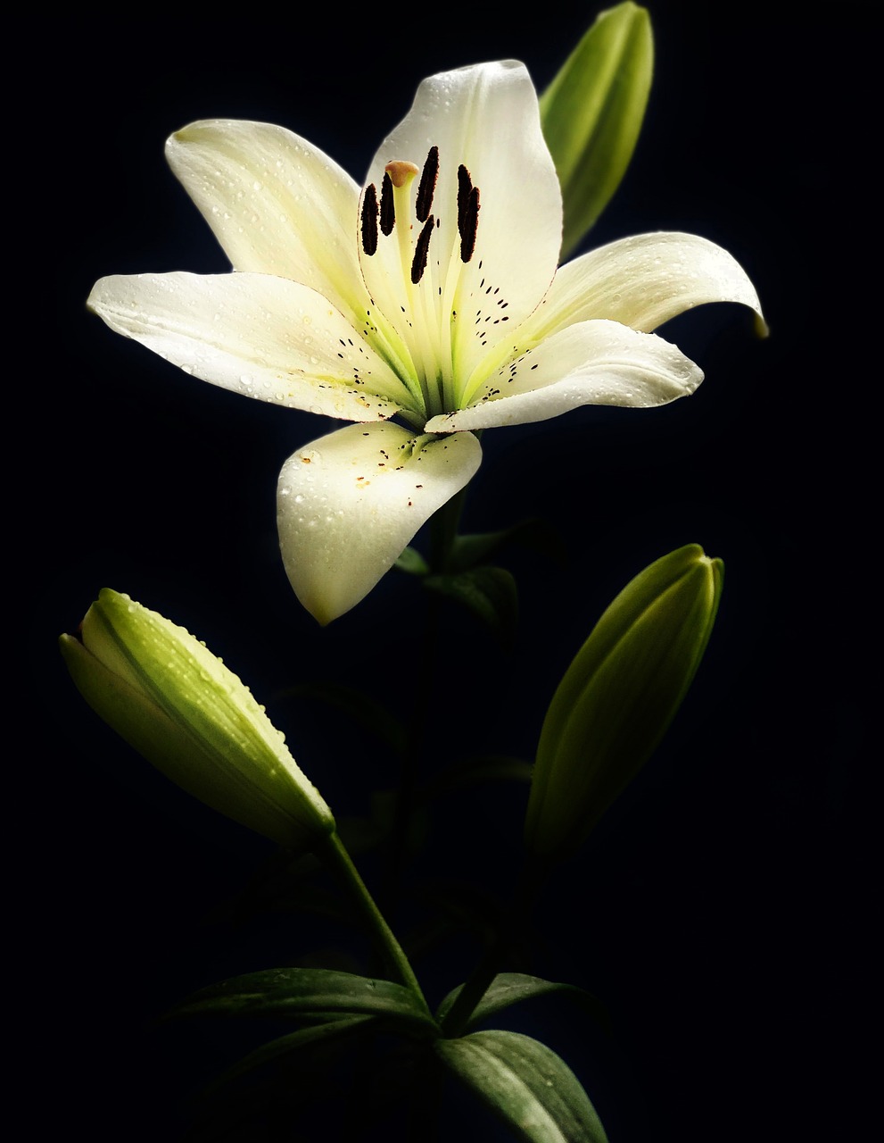 lily  flower  plant free photo