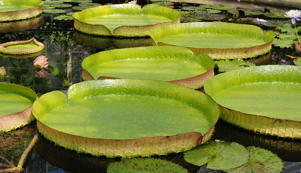 Lily Water Giant Water Lily Victoria Amazonica Pads Free Image From Needpix Com