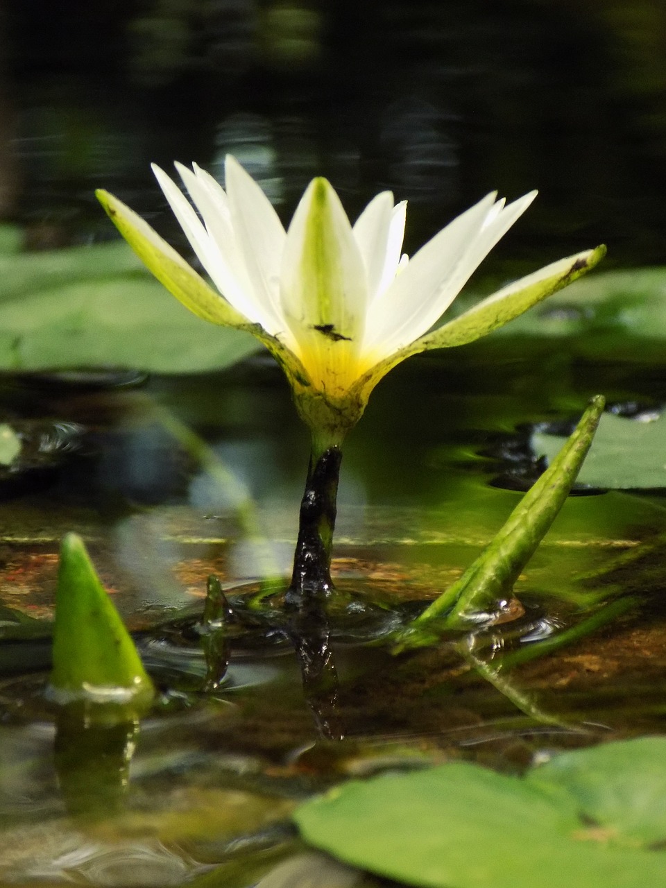 lily  flowers  lotus free photo