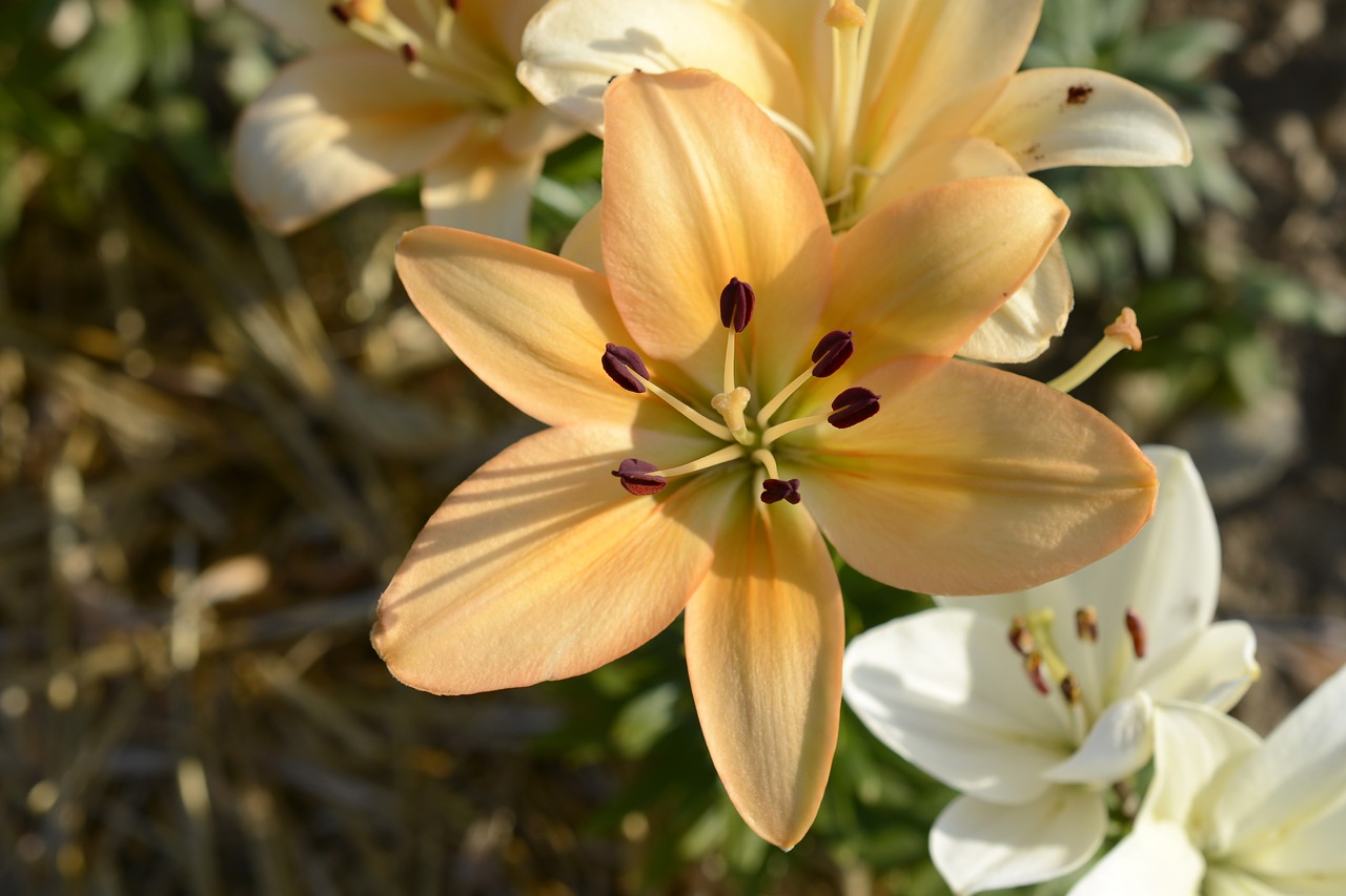 lily  plant  blossom free photo