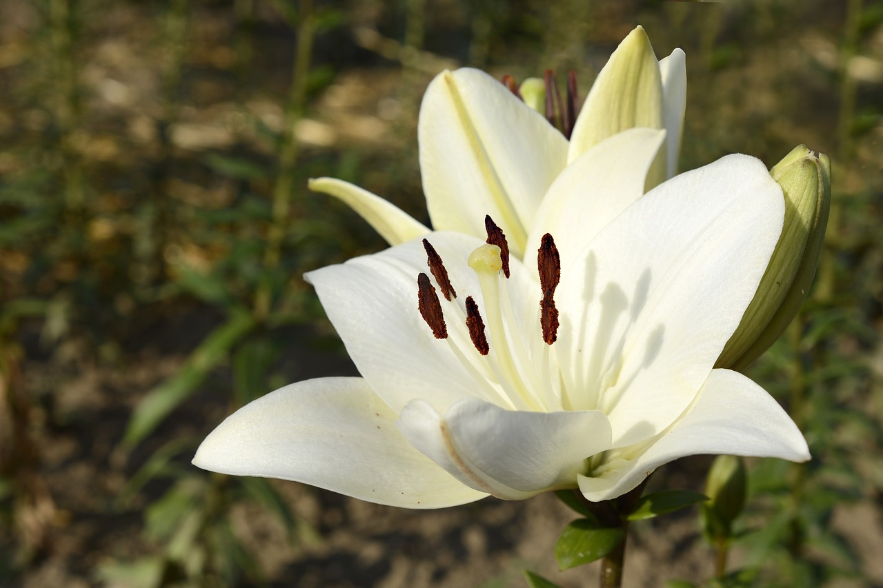 lily  plant  blossom free photo