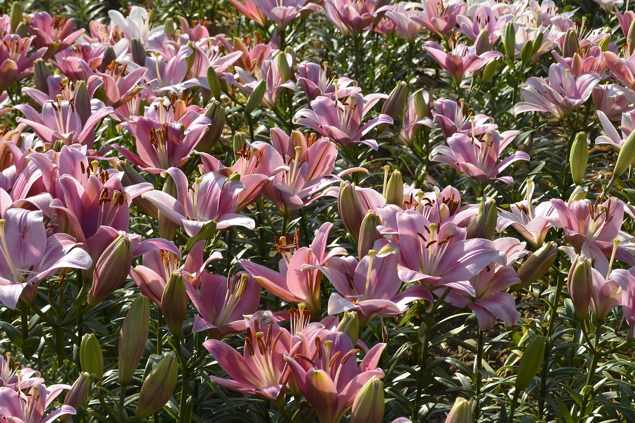 lily  plant  blossom free photo