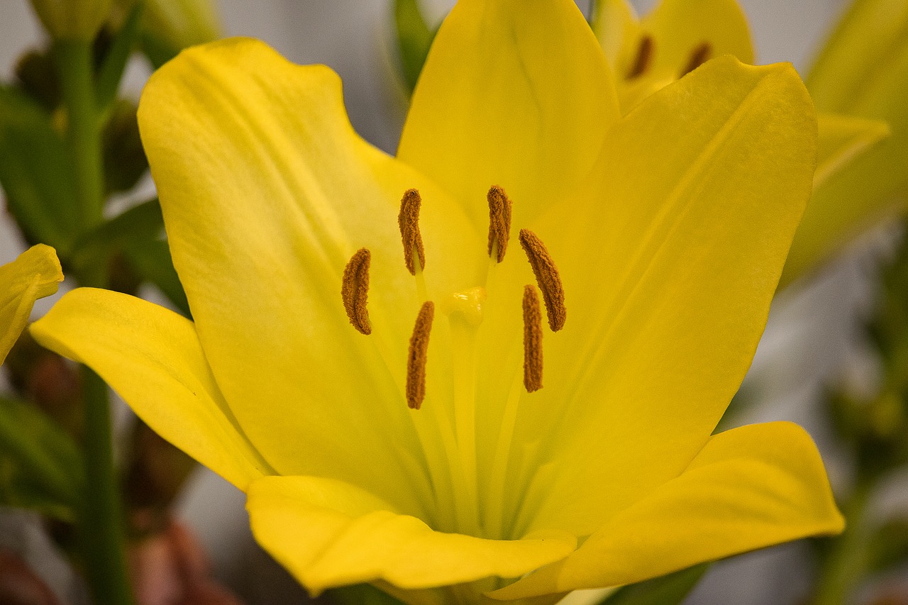 lily  flower  plant free photo