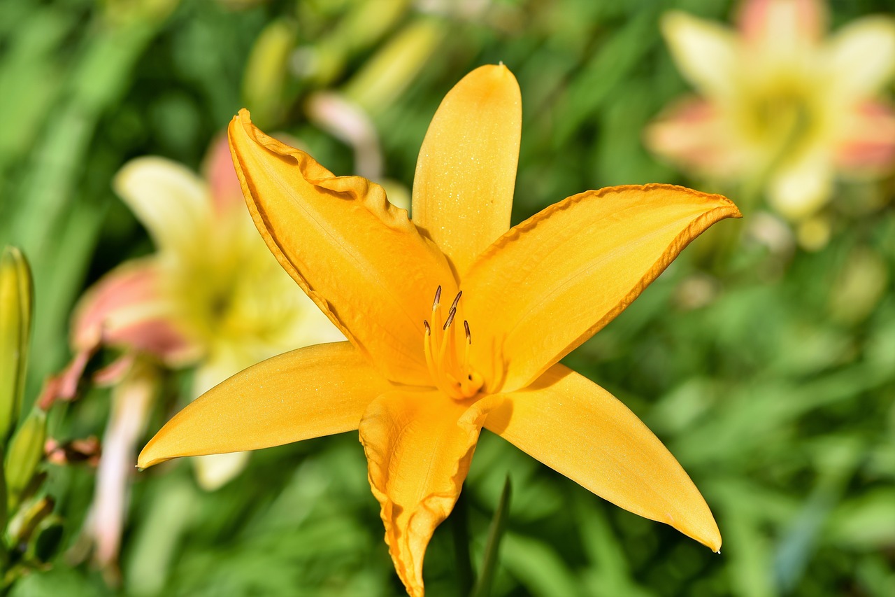 lily  blossom  bloom free photo