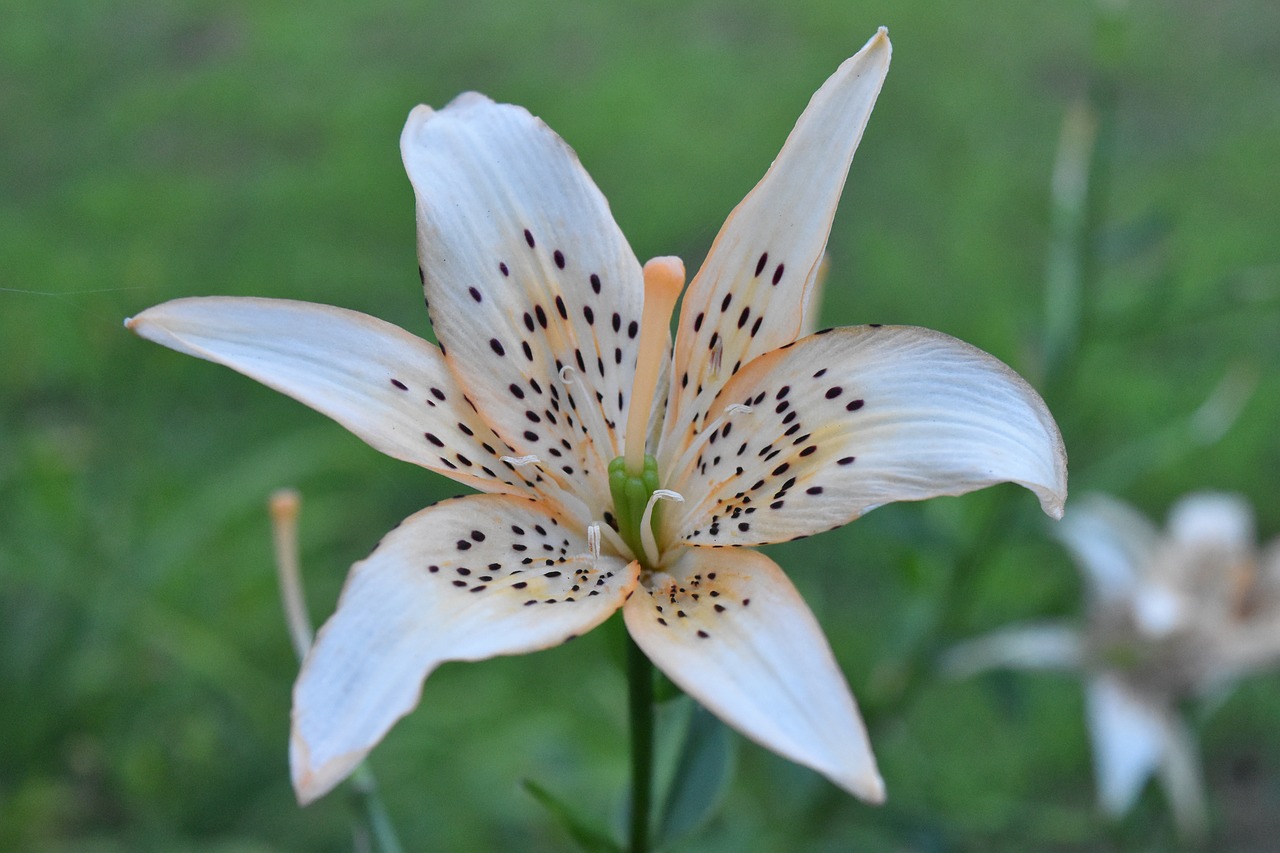 lily  flower  outdoor free photo